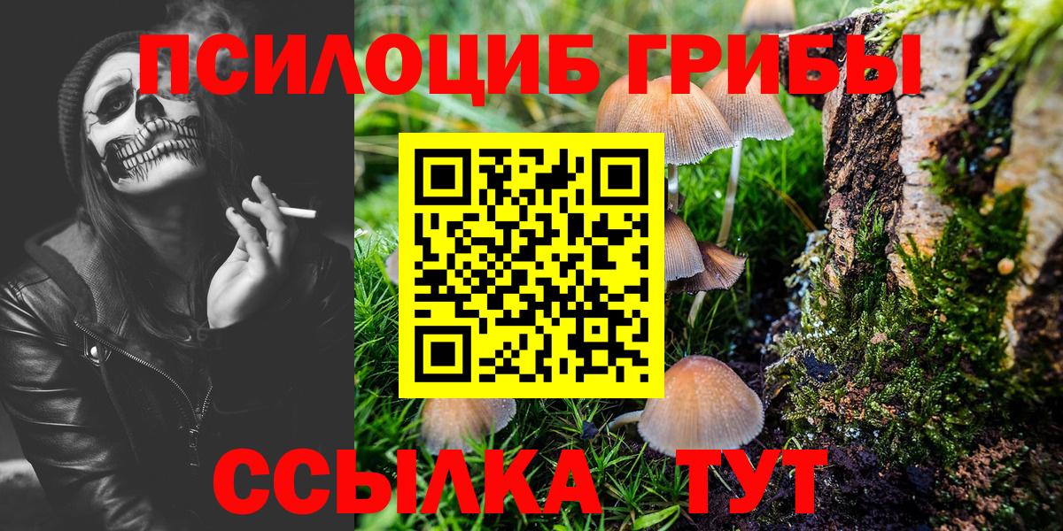 Псилоцибиновые грибы Psilocybe Тайшет